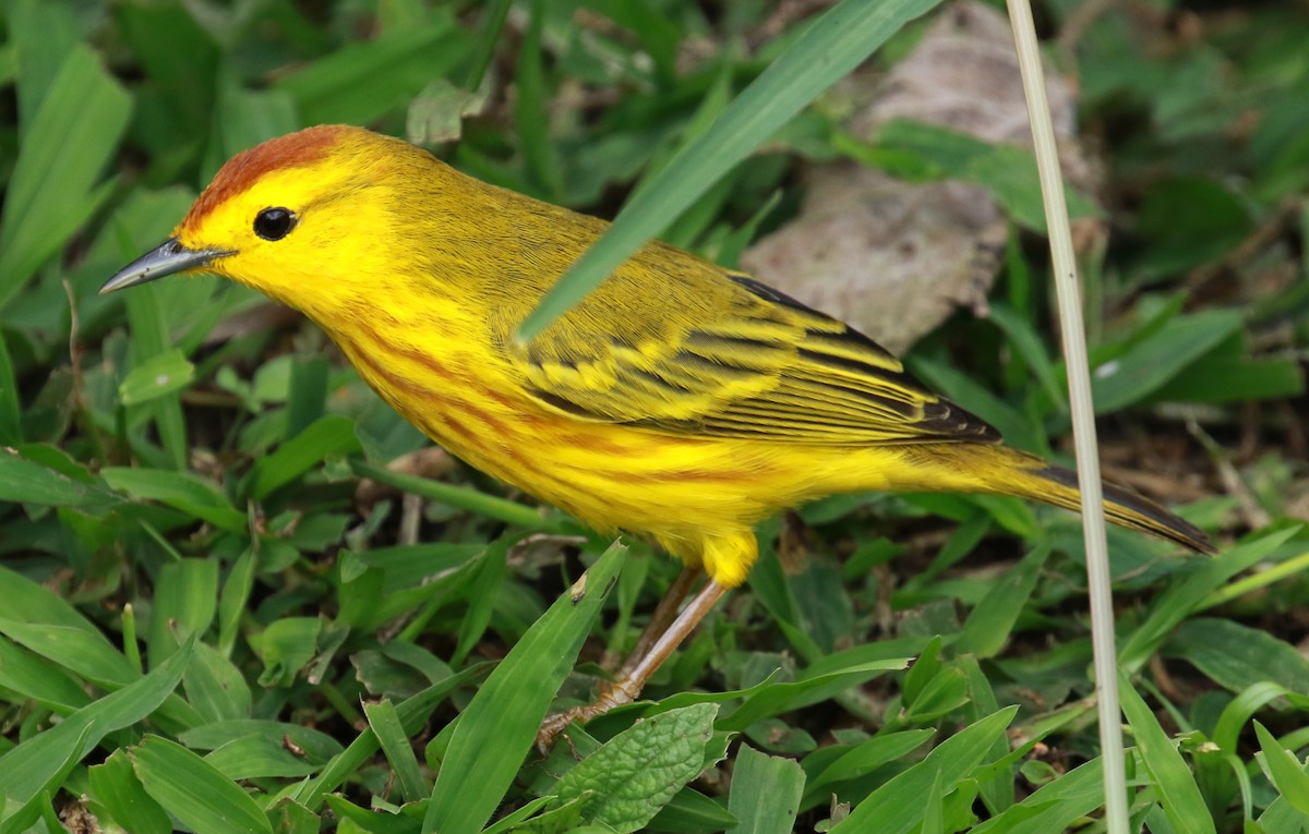 Yellow Warbler (Galapagos) - Jordan Roderick