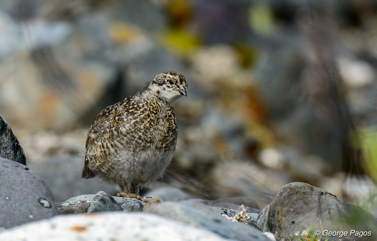 White-tailed Ptarmigan - ML75771241