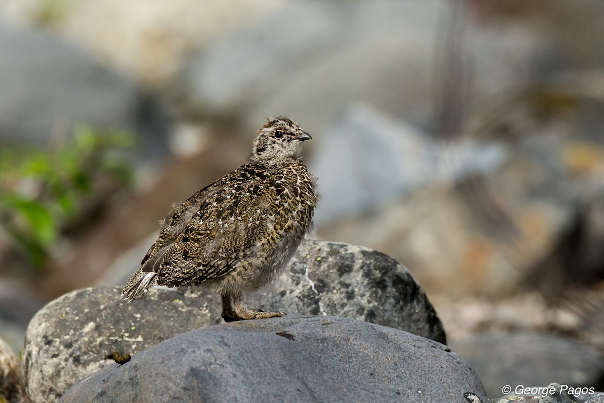 White-tailed Ptarmigan - George Pagos