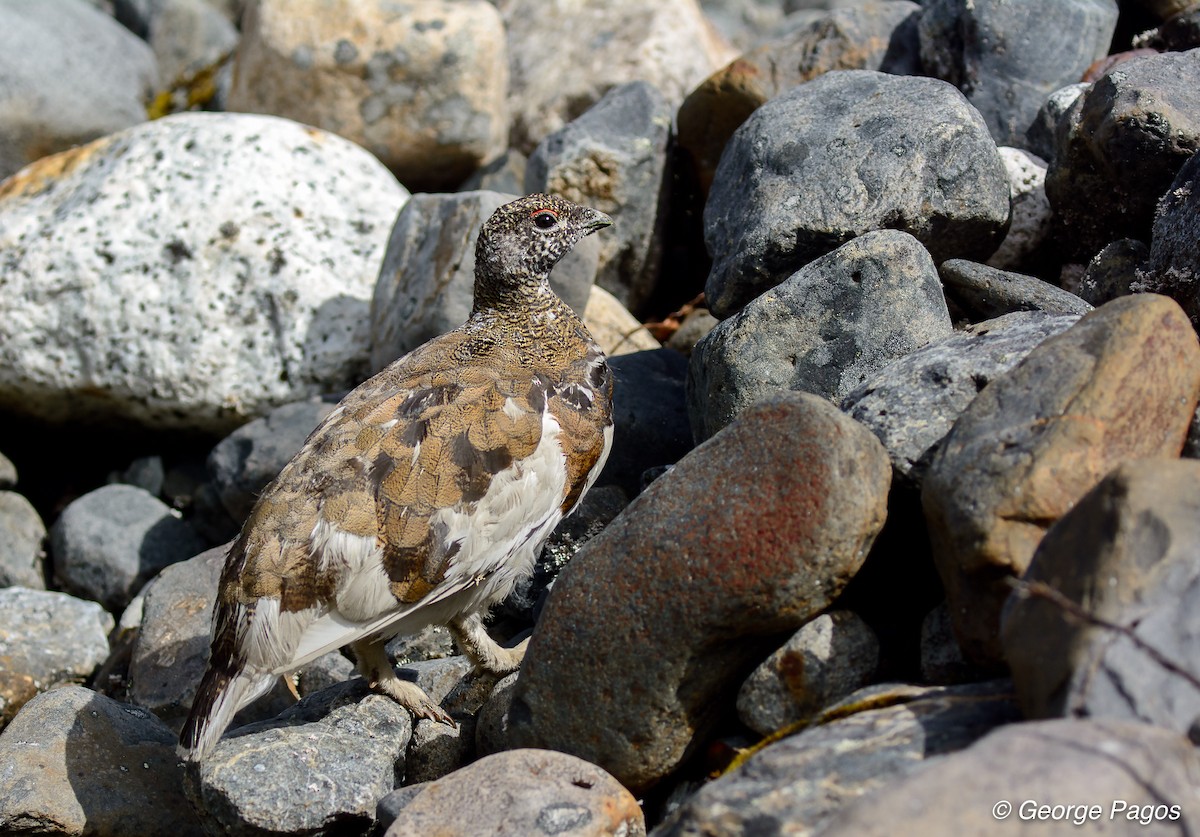 White-tailed Ptarmigan - ML75771271