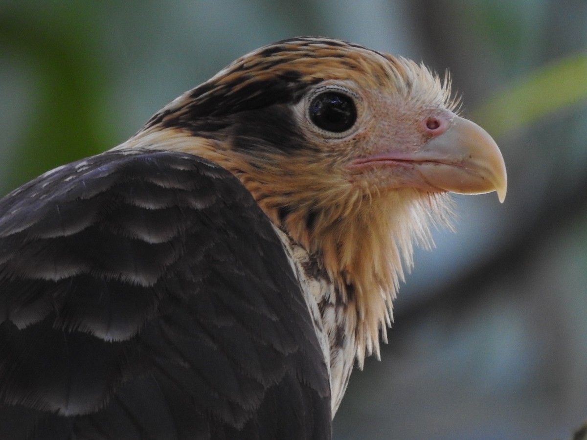 Yellow-headed Caracara - John and Milena Beer