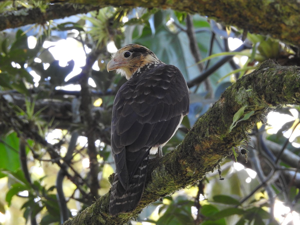 Yellow-headed Caracara - John and Milena Beer