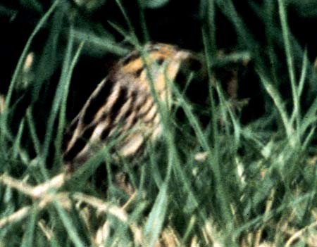 LeConte's Sparrow - ML75772121