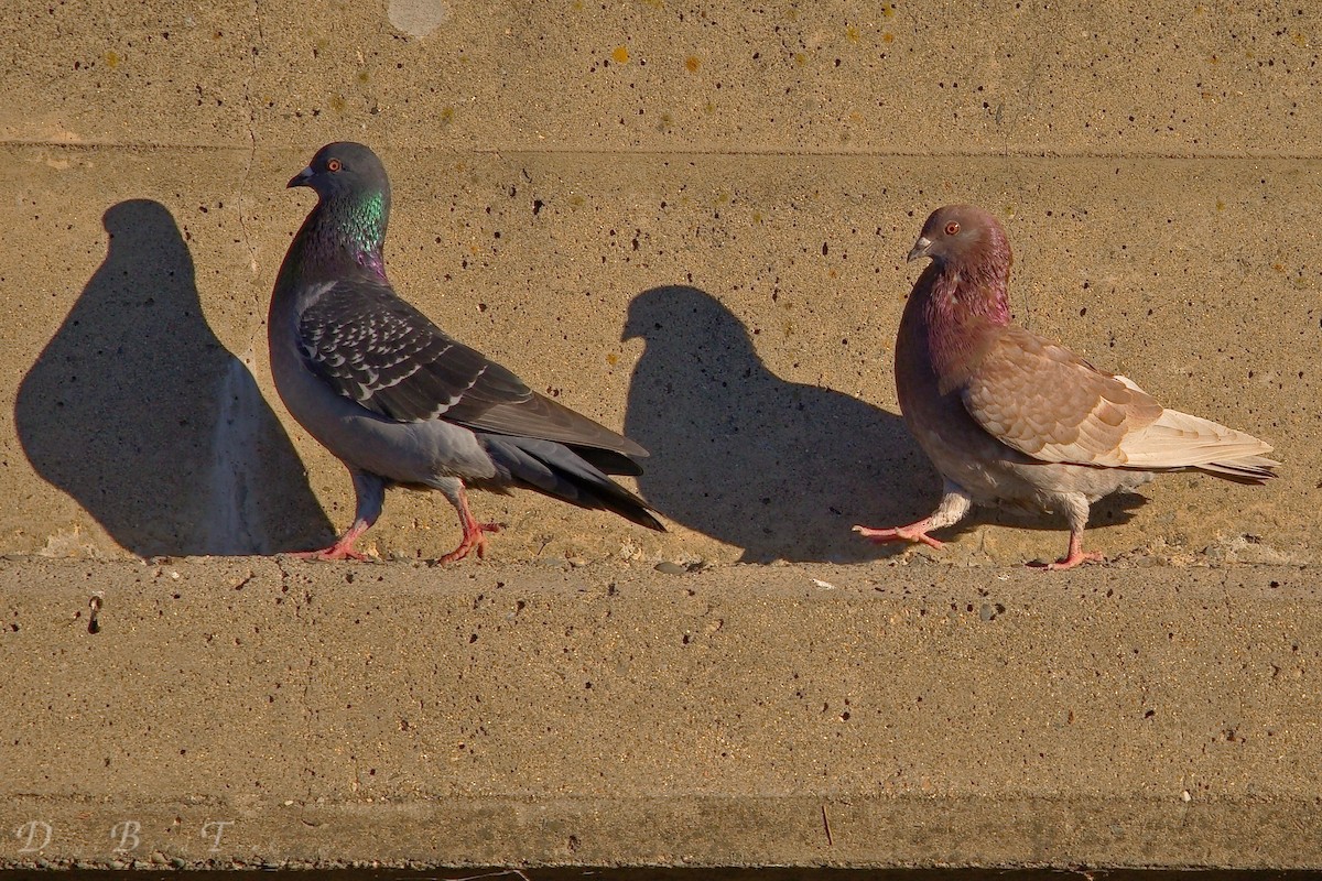 Rock Pigeon (Feral Pigeon) - ML75772331