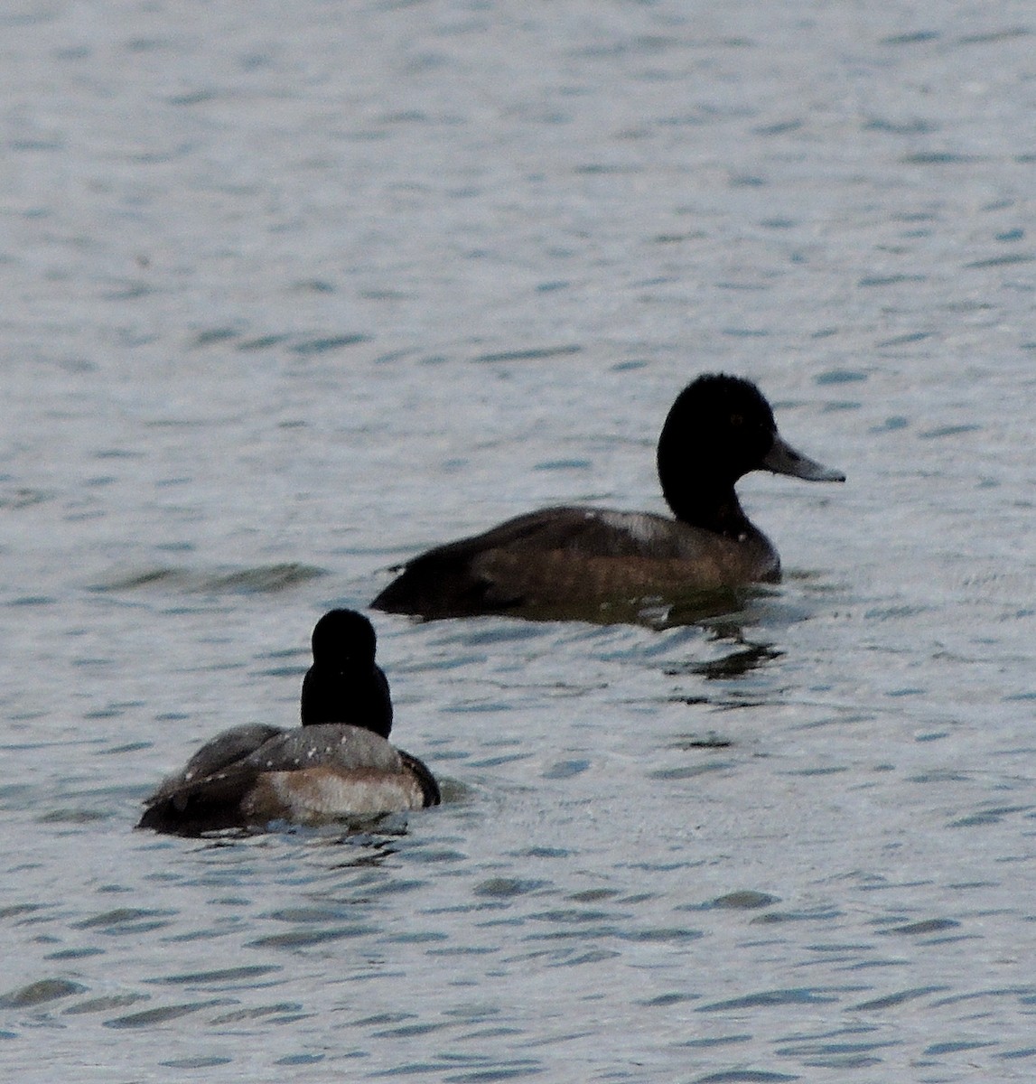 Lesser Scaup - Jay Huner