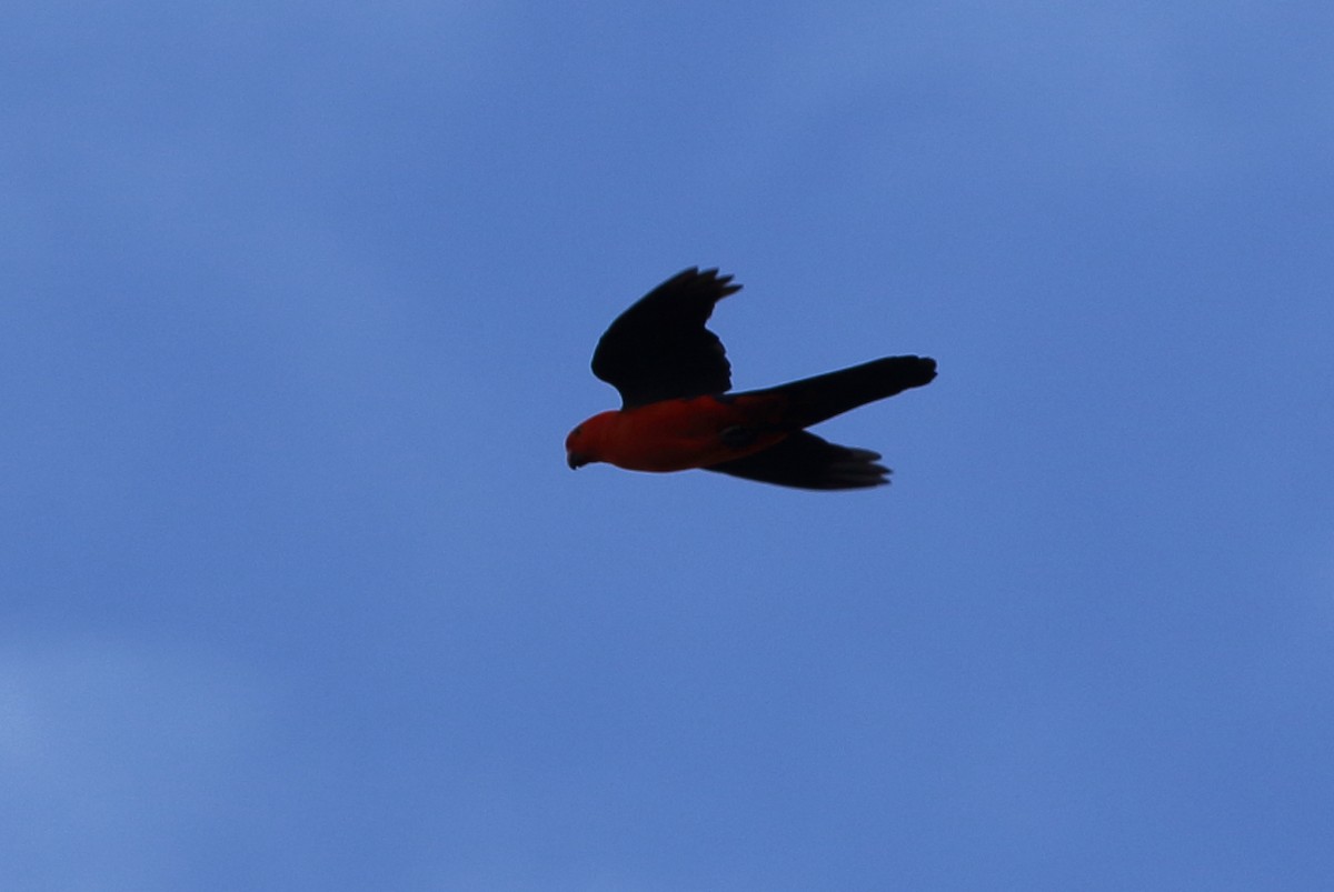 Australian King-Parrot - ML75775131