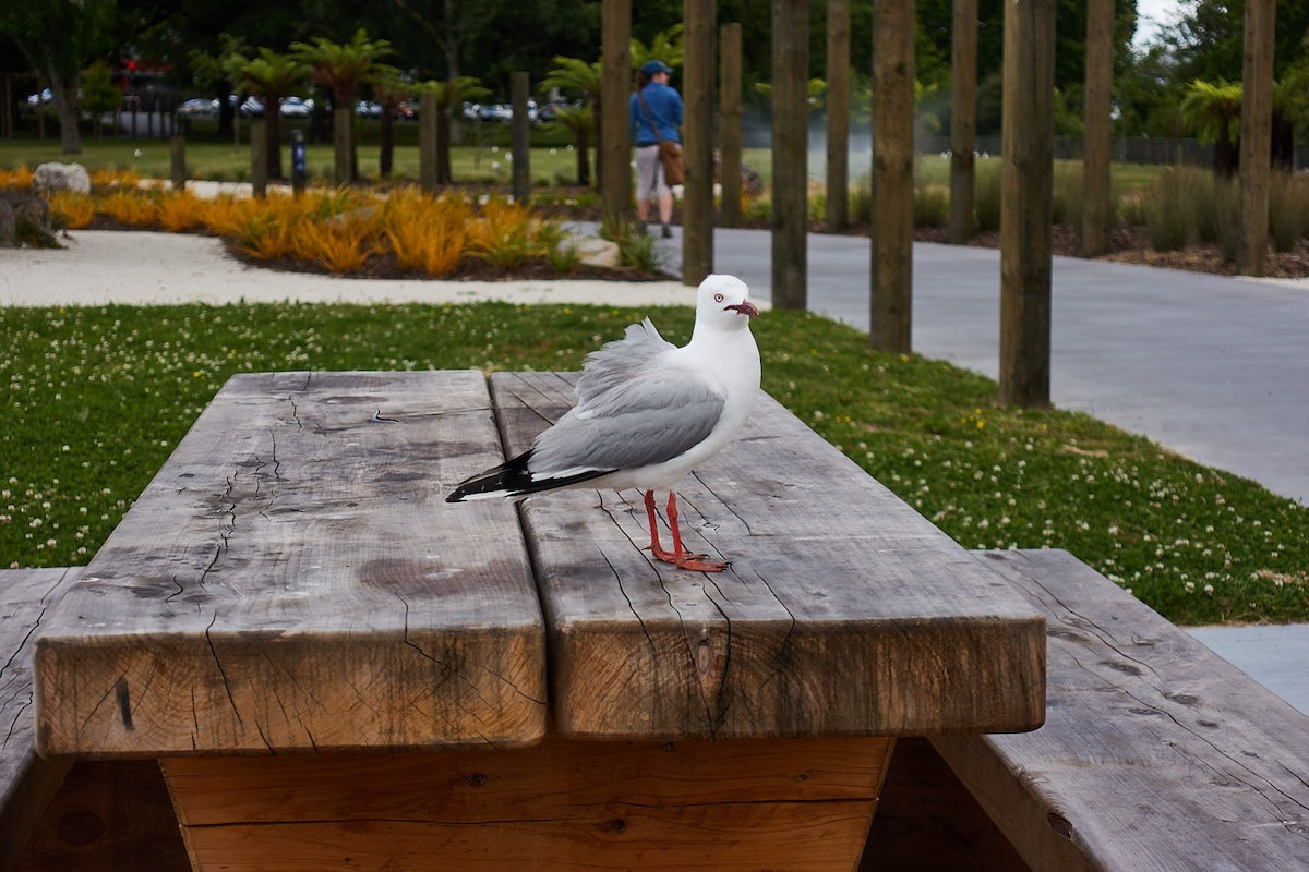 Silver Gull (Red-billed) - ML75775191