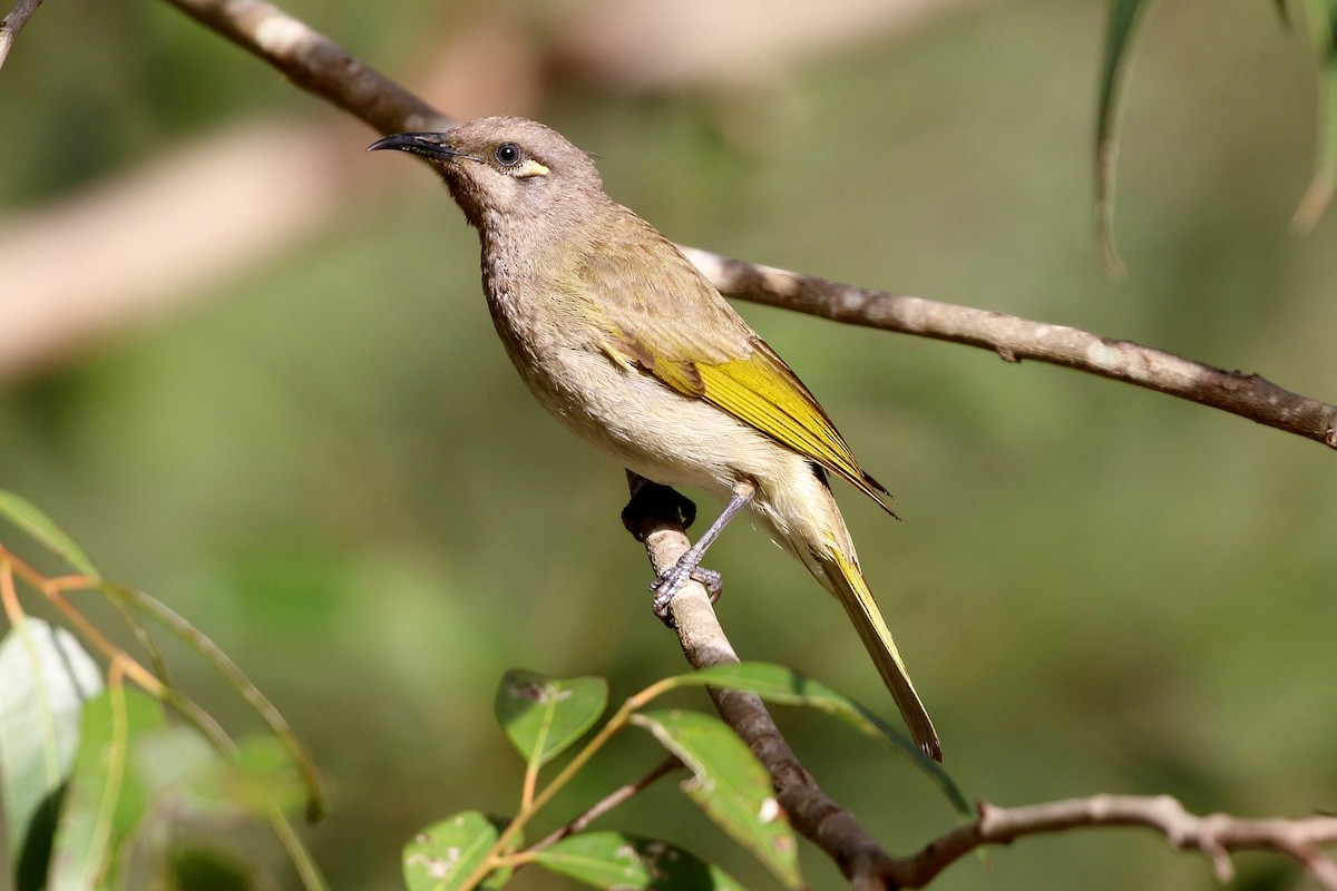 Brown Honeyeater - ML75775321