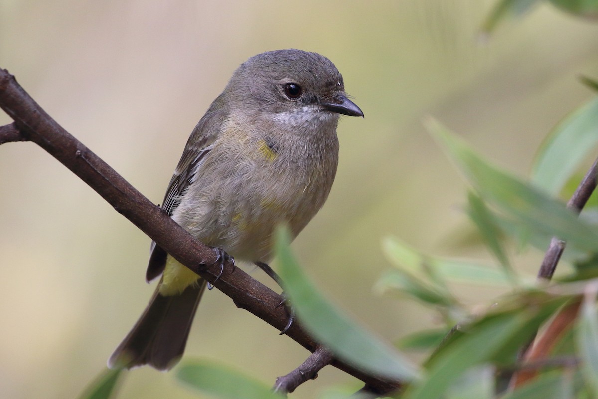 Golden Whistler - ML75775431