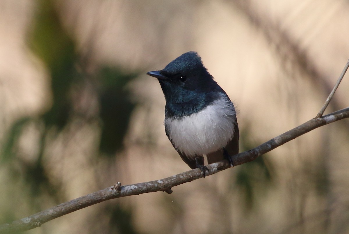 Leaden Flycatcher - Richard Fuller