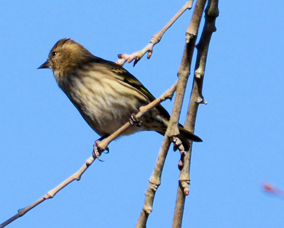 Pine Siskin - ML75776941