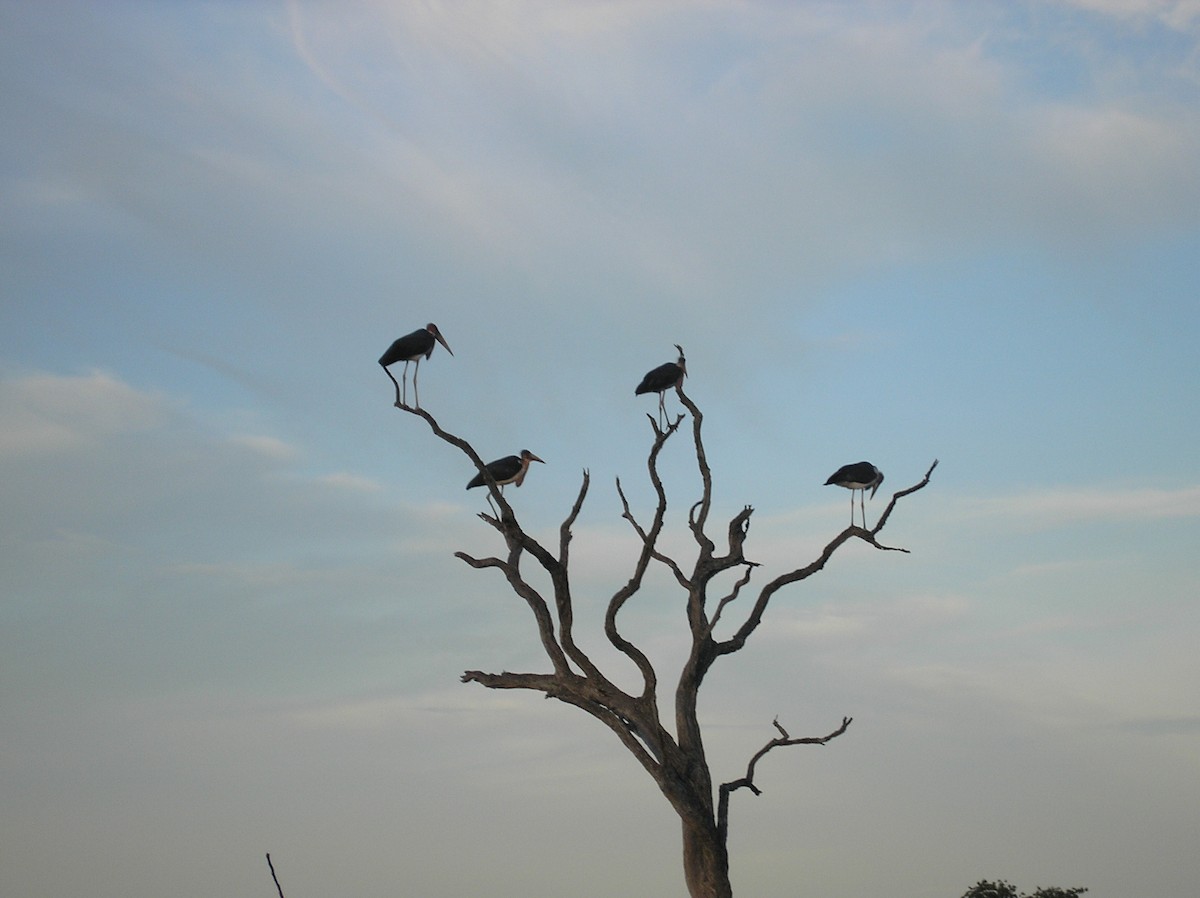 Marabou Stork - ML75779521