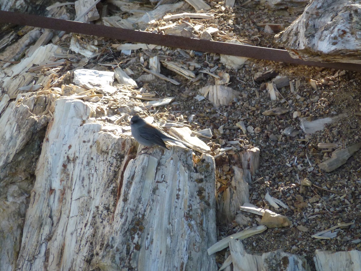 Dark-eyed Junco (Gray-headed) - ML75779551