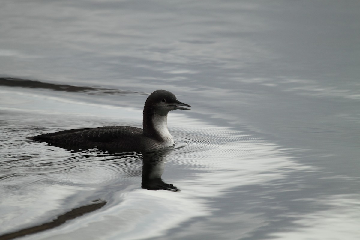 Pacific Loon - Brent Thomas