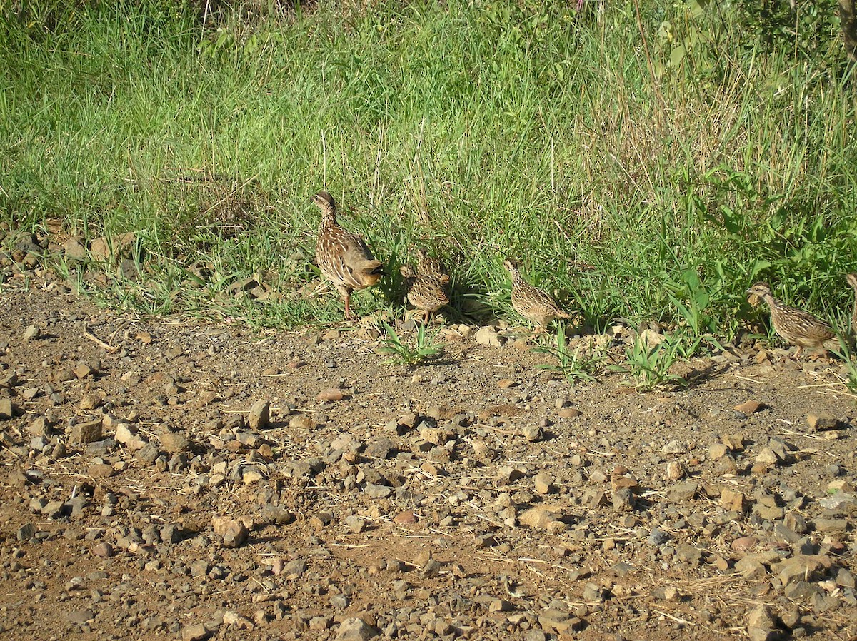 Crested Francolin - ML75782221