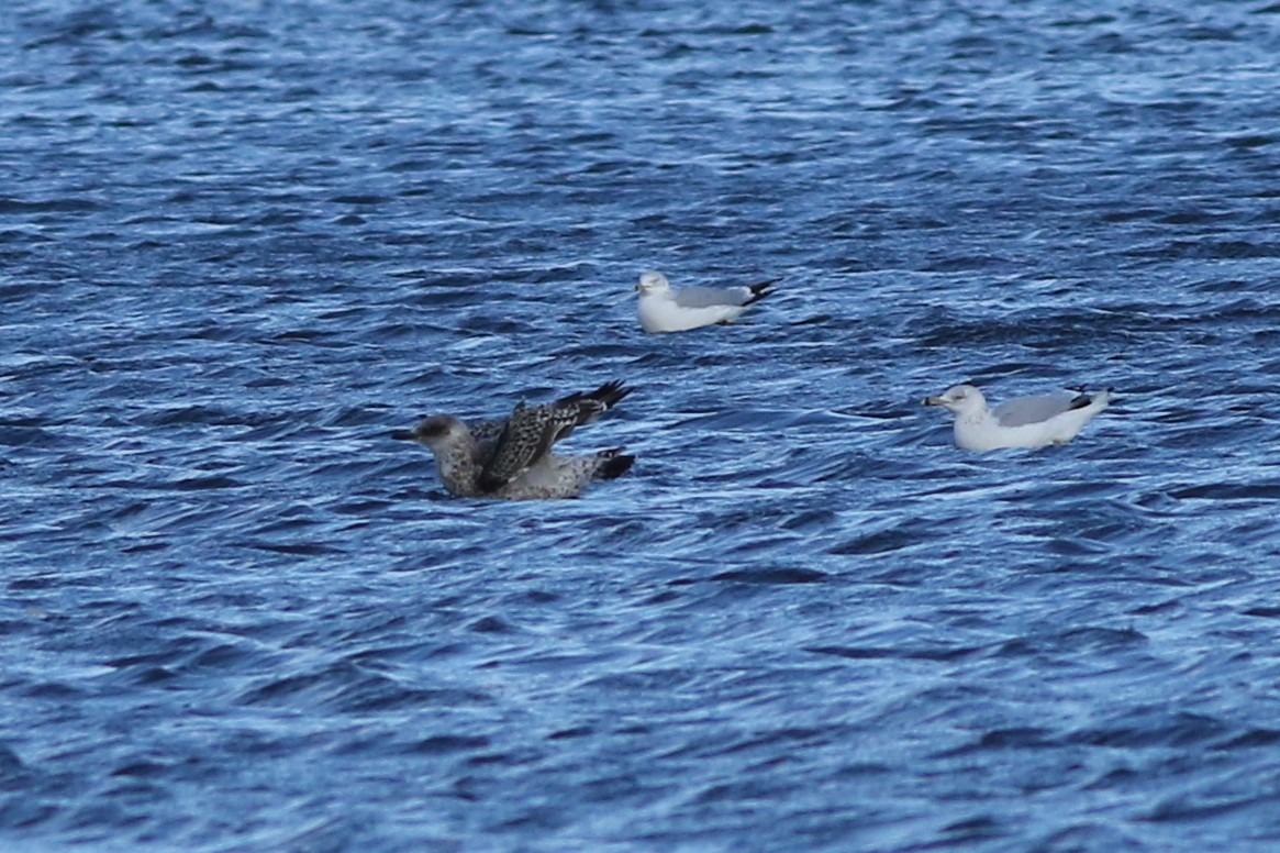 Lesser Black-backed Gull - ML75787431