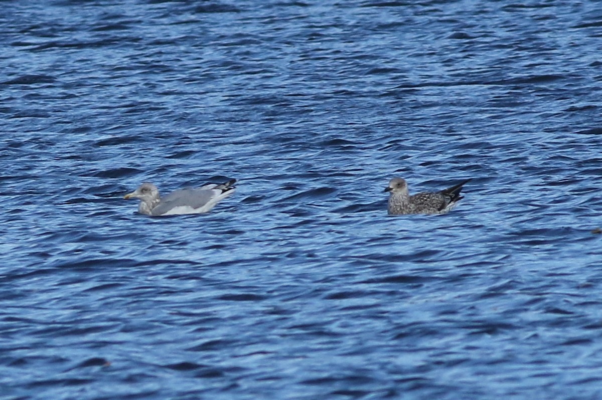 Lesser Black-backed Gull - ML75787441