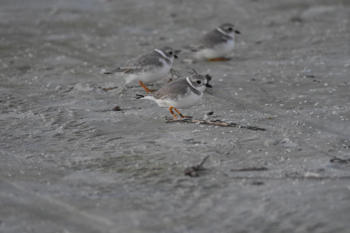 Piping Plover - ML75792091