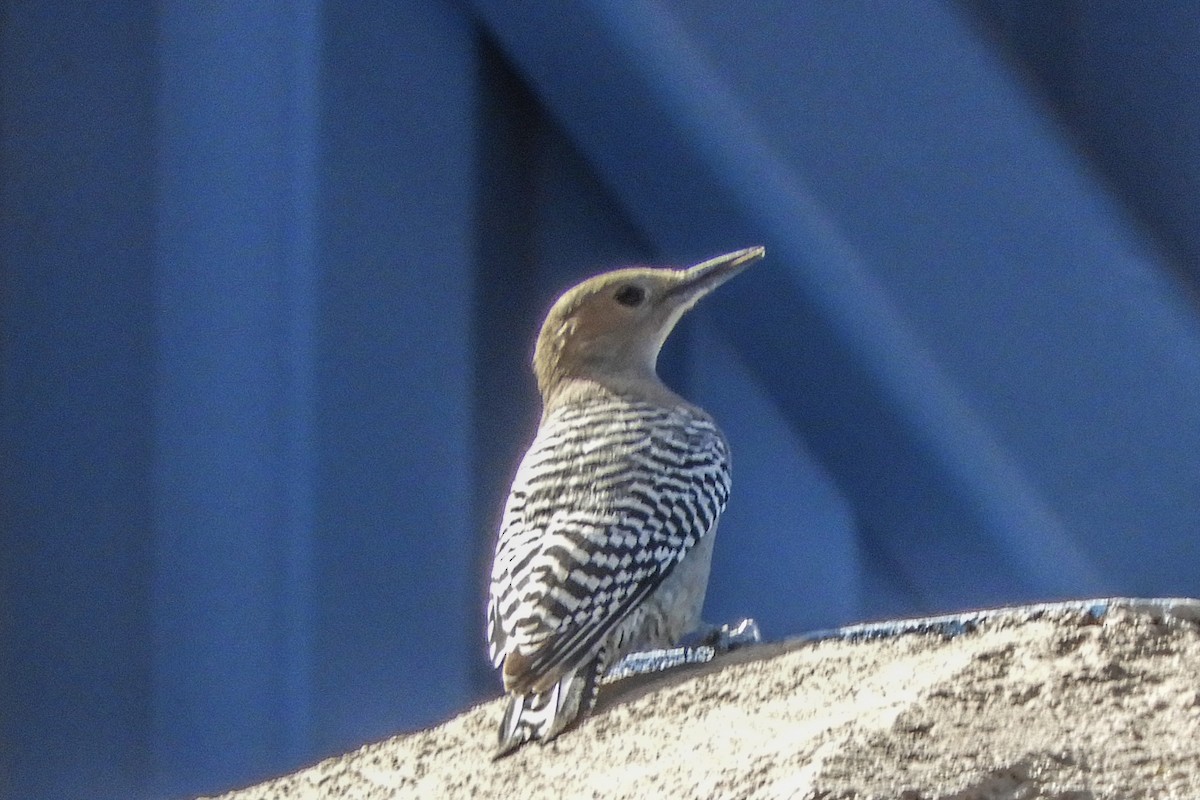 Gila Woodpecker - ML75792351