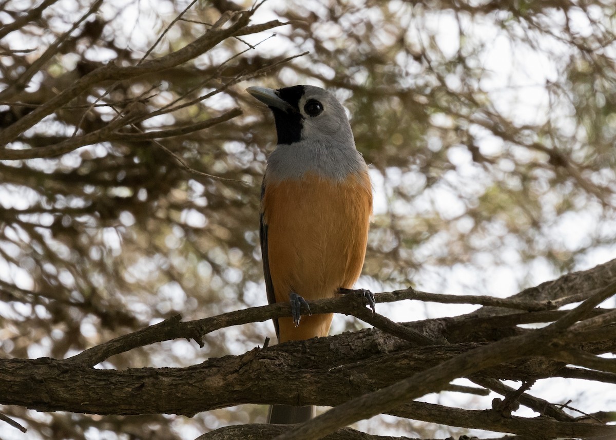 Black-faced Monarch - Jack Parrington