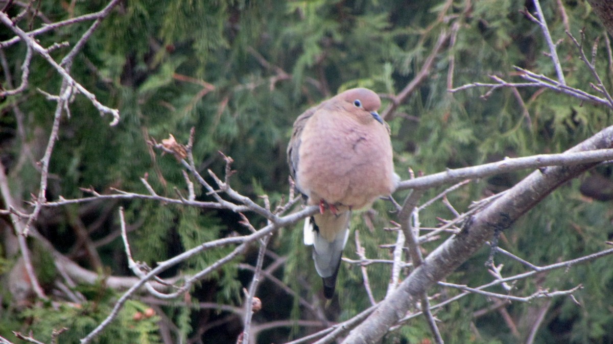 Mourning Dove - Janice Harmon