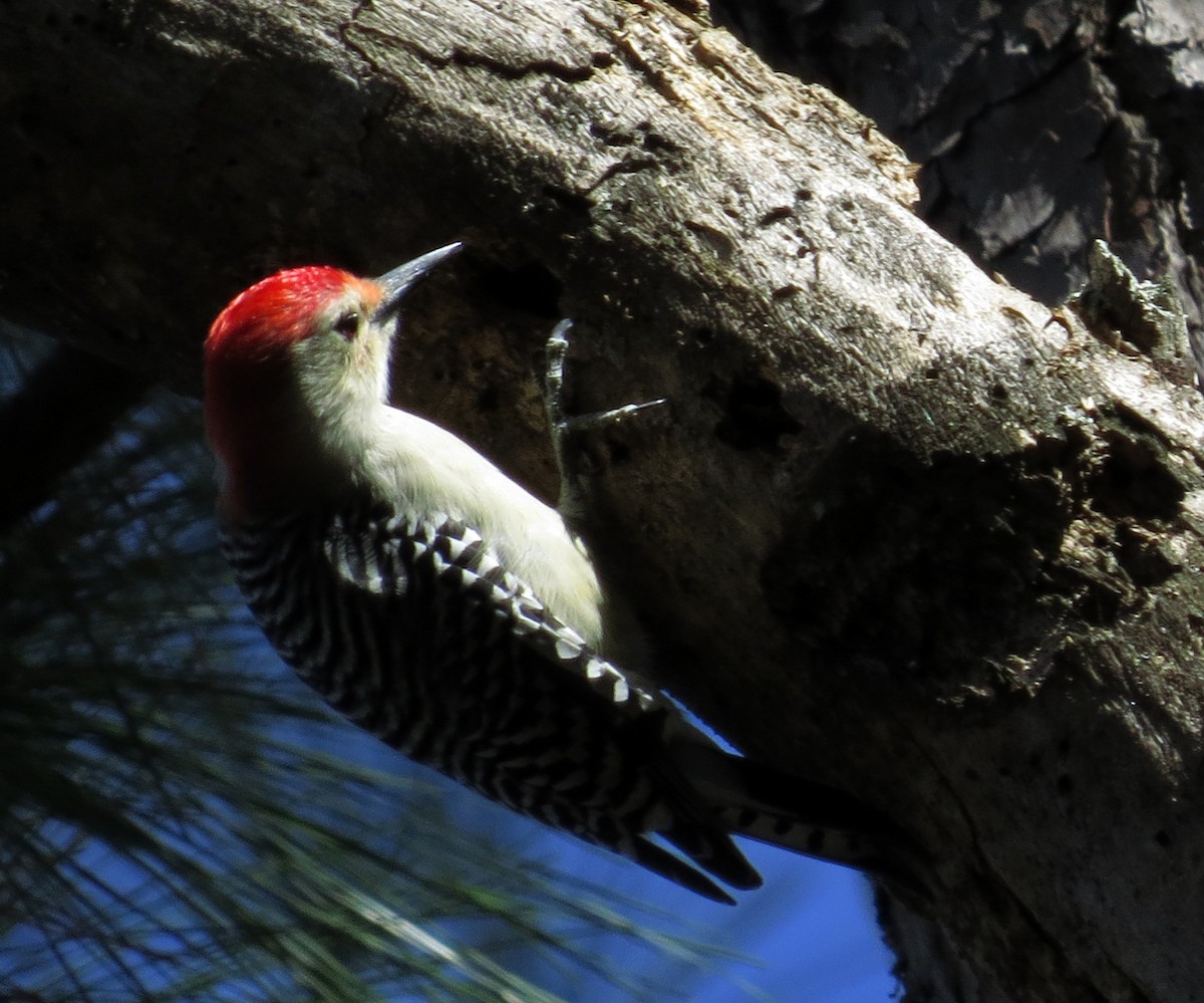 Red-bellied Woodpecker - ML75796261