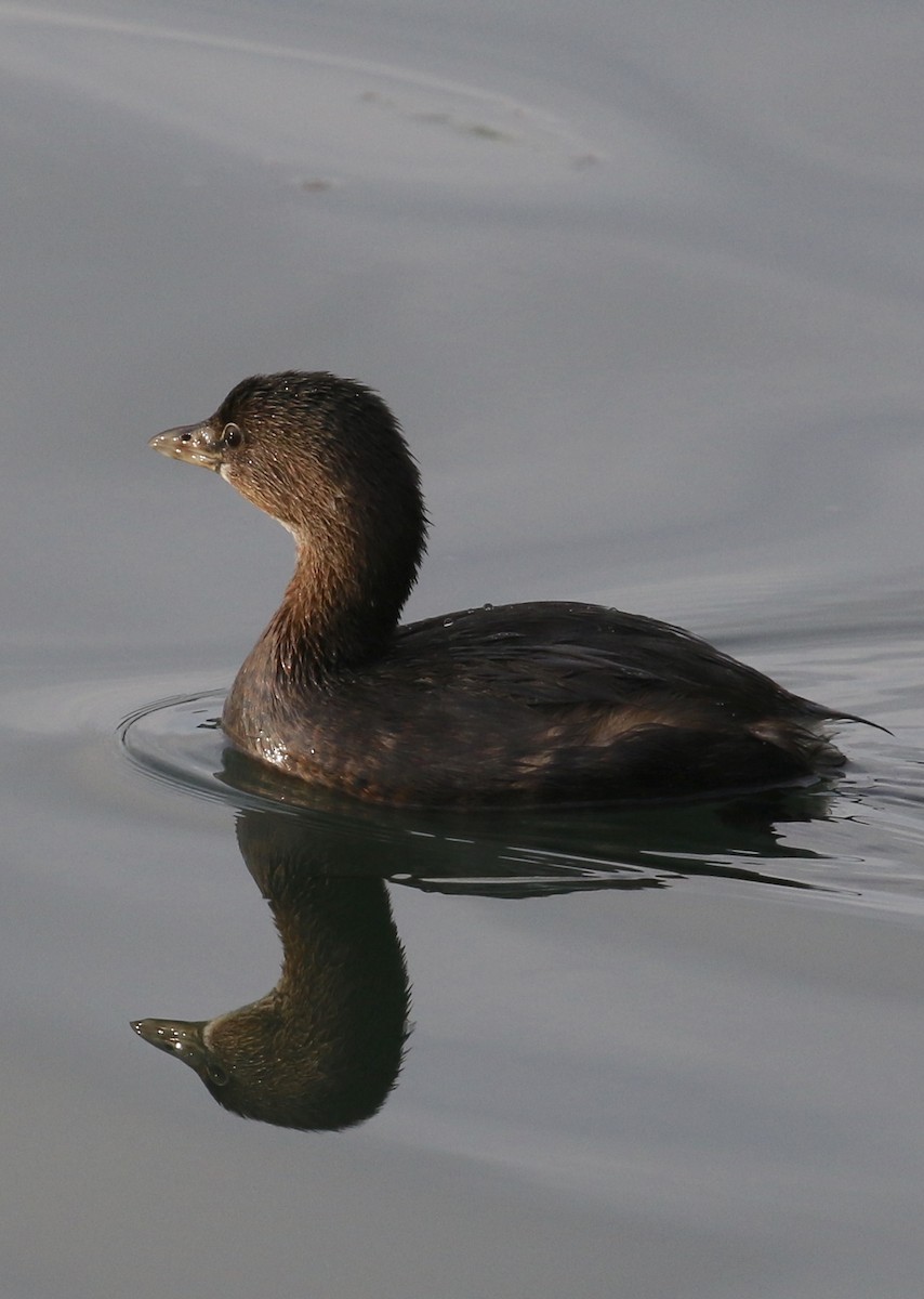 Pied-billed Grebe - ML75797611