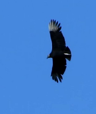 Black Vulture - ML75799271