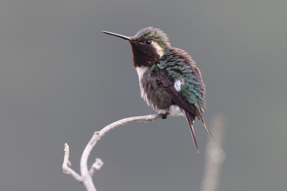 Little Woodstar - Kristof Zyskowski