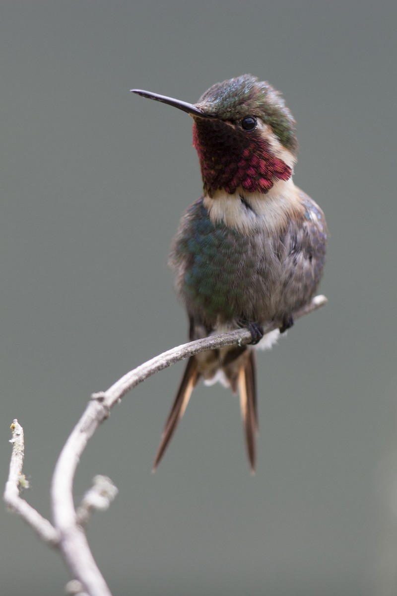 Colibrí Abejorro - ML75799331