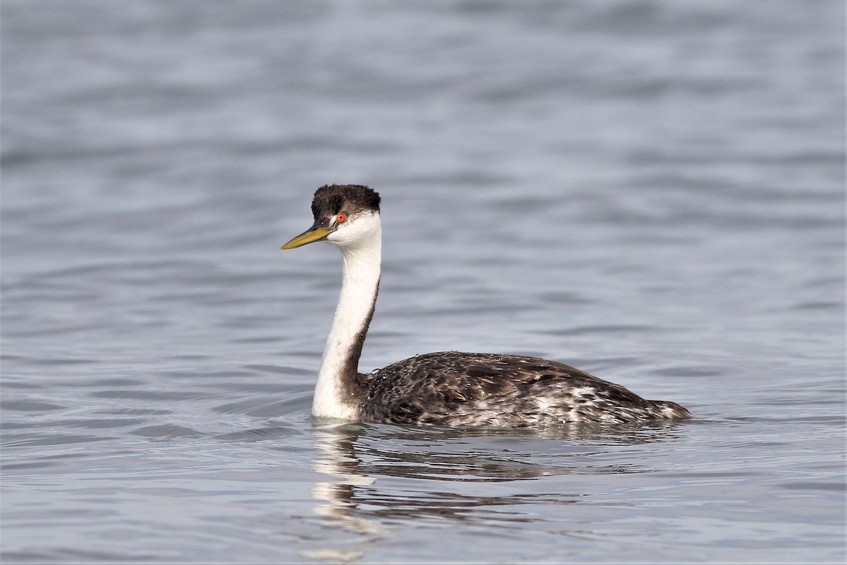 Western Grebe - ML75800841