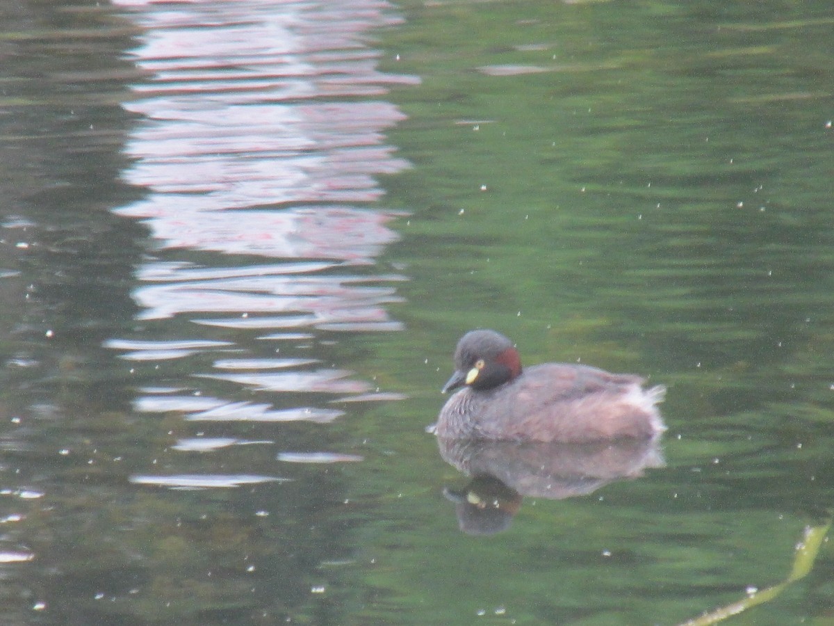 Australasian Grebe - Bob Rigter