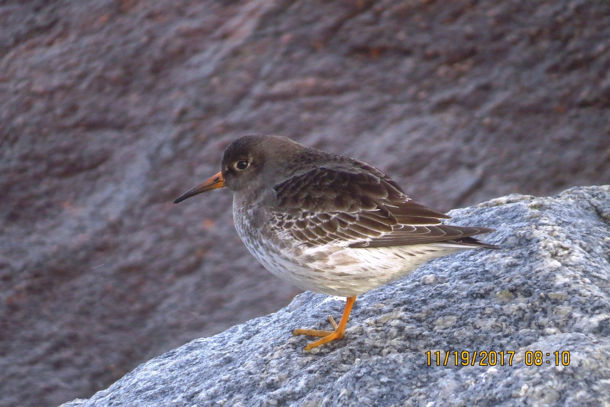 Purple Sandpiper - Michael Robertson