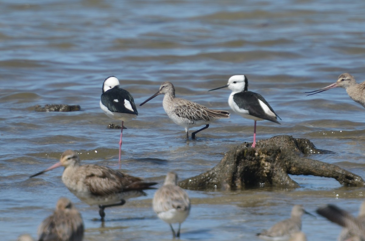 Asian Dowitcher - Dirk Tomsa