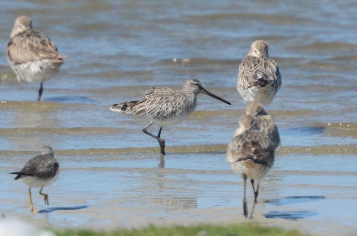 Asian Dowitcher - Dirk Tomsa