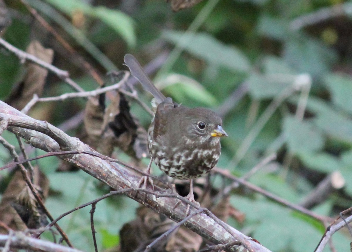 Fox Sparrow - ML75806321