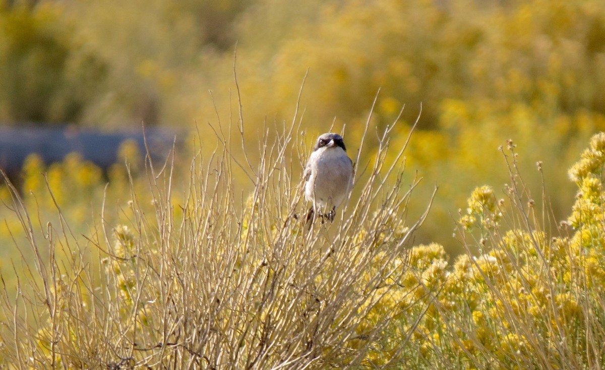 Loggerhead Shrike - Petra Clayton