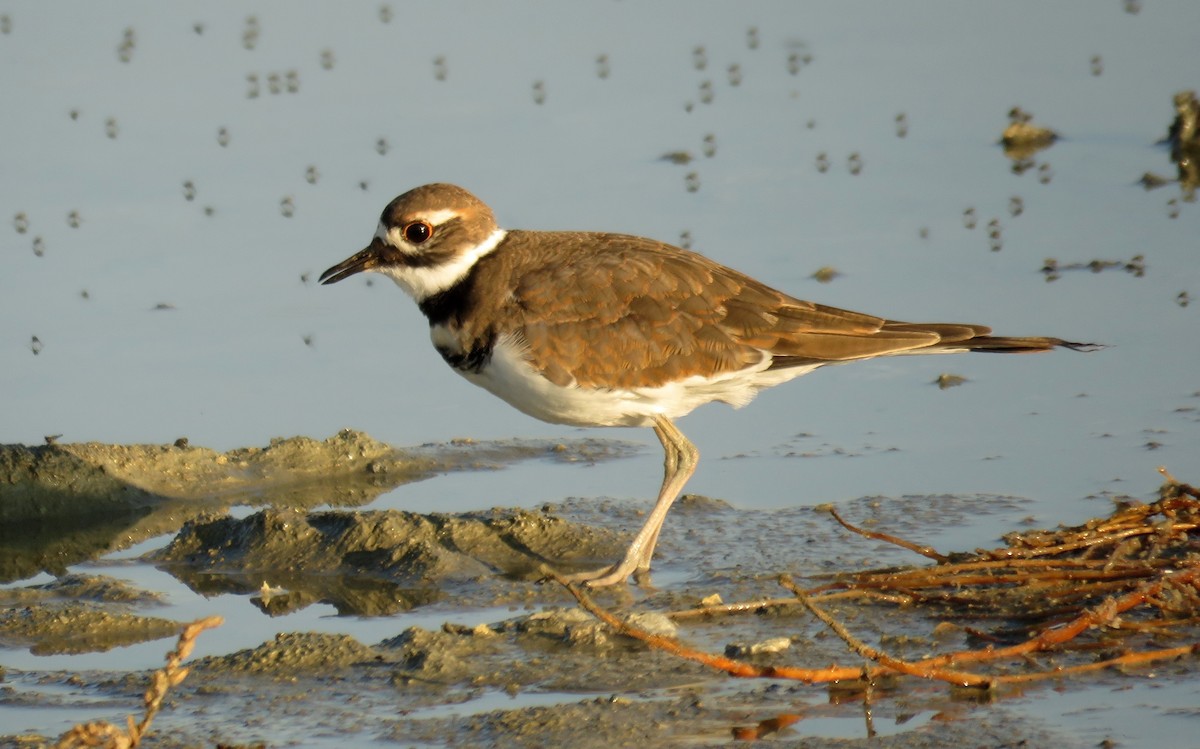 Killdeer - ML75806571