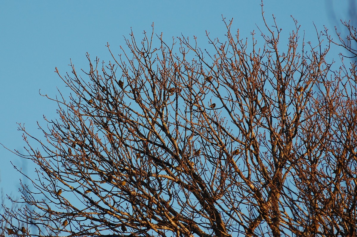 European Greenfinch - ML75809351