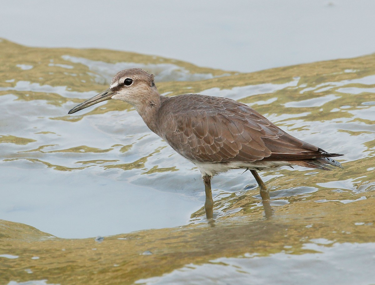 Grauschwanz-Wasserläufer - ML75809561