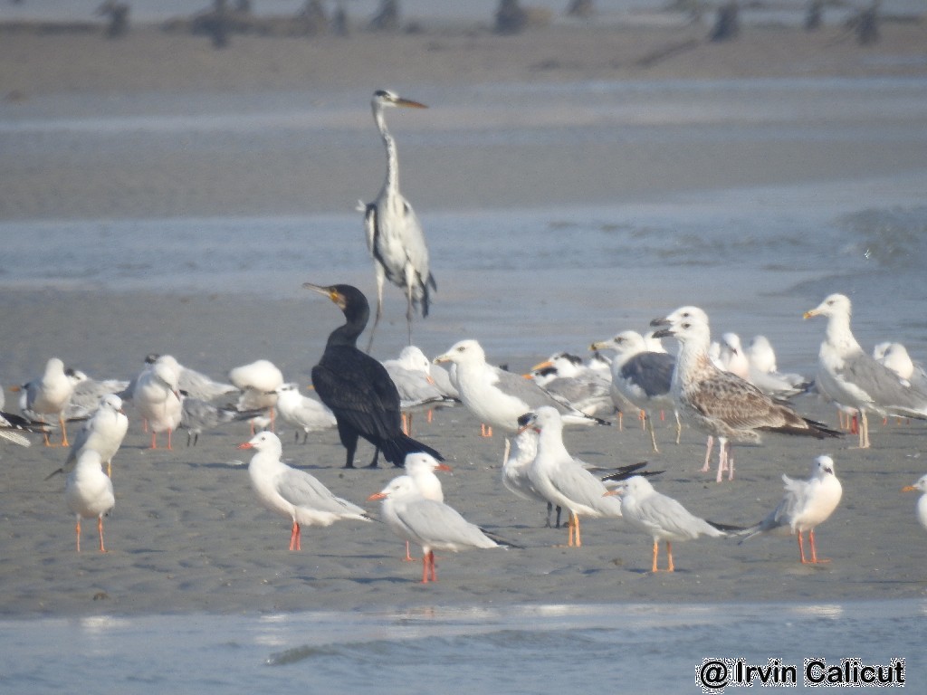Gray Heron - Irvin Calicut