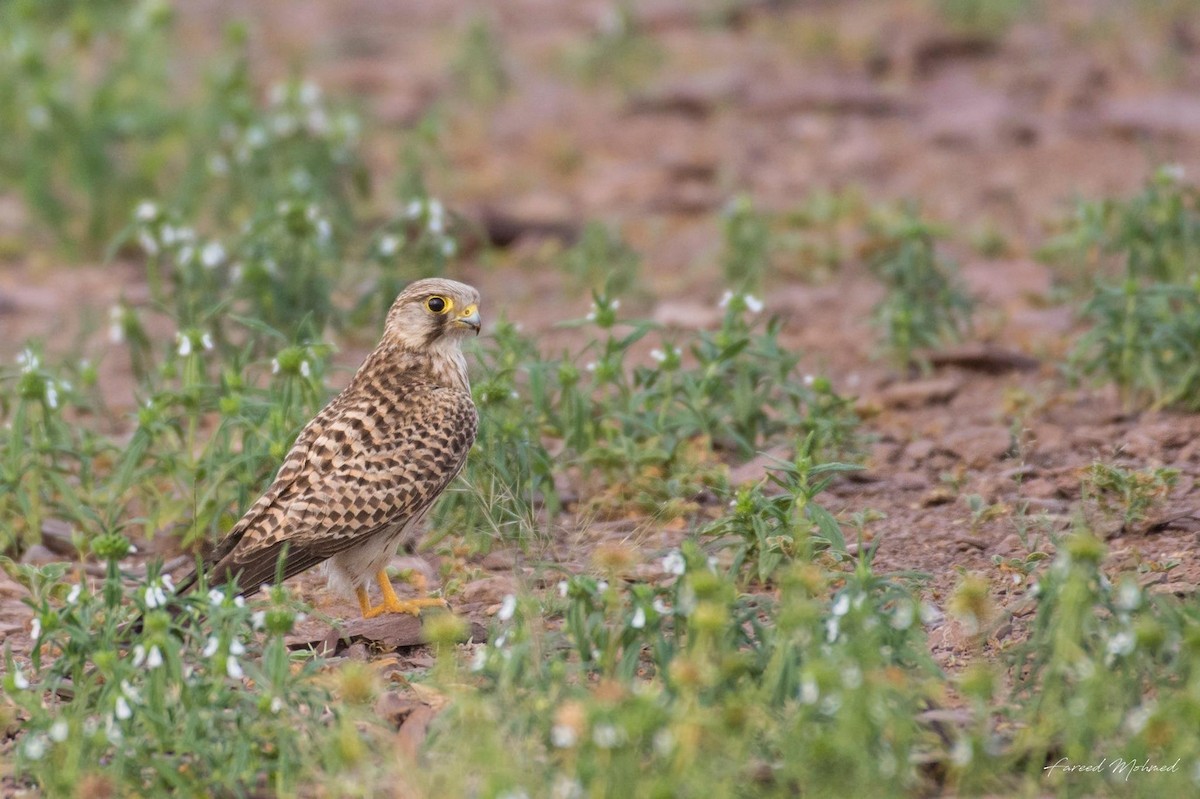 Eurasian Kestrel - ML75811691