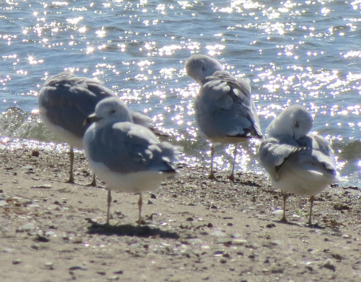 Ring-billed Gull - ML75812831