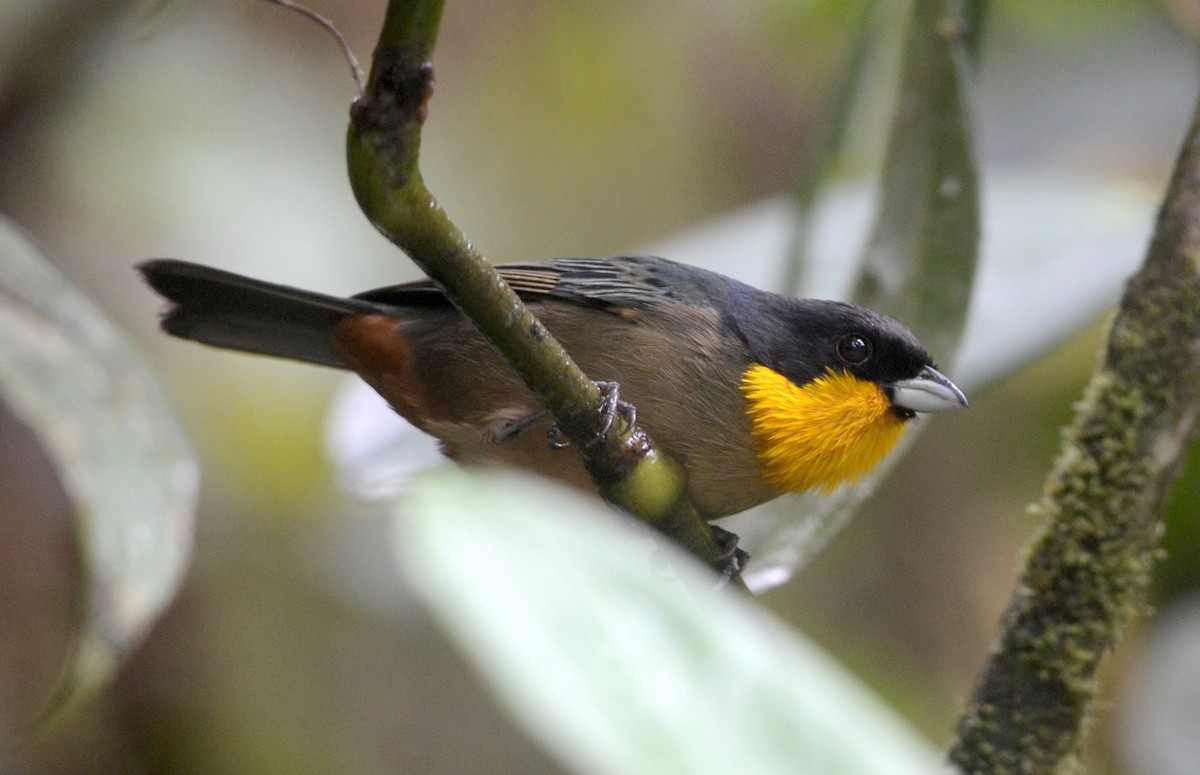 Yellow-throated Tanager - Nikolaj Mølgaard Thomsen