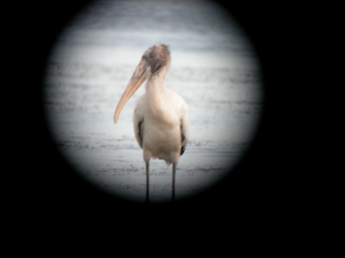 Wood Stork - Will Chatfield-Taylor