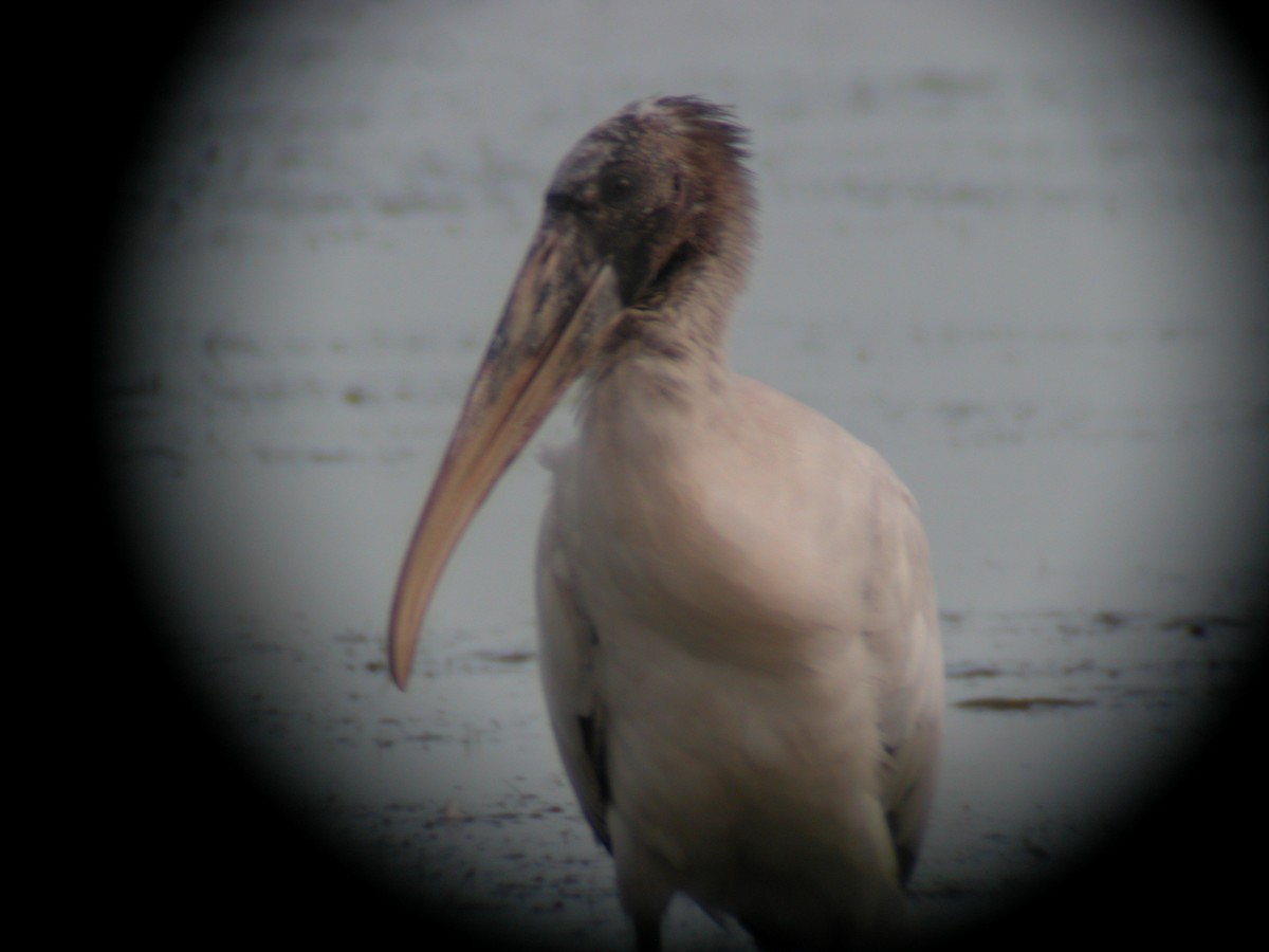 Wood Stork - Will Chatfield-Taylor