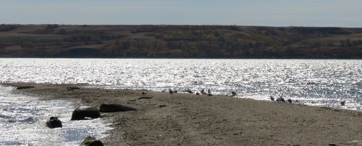 Ring-billed Gull - ML75812961