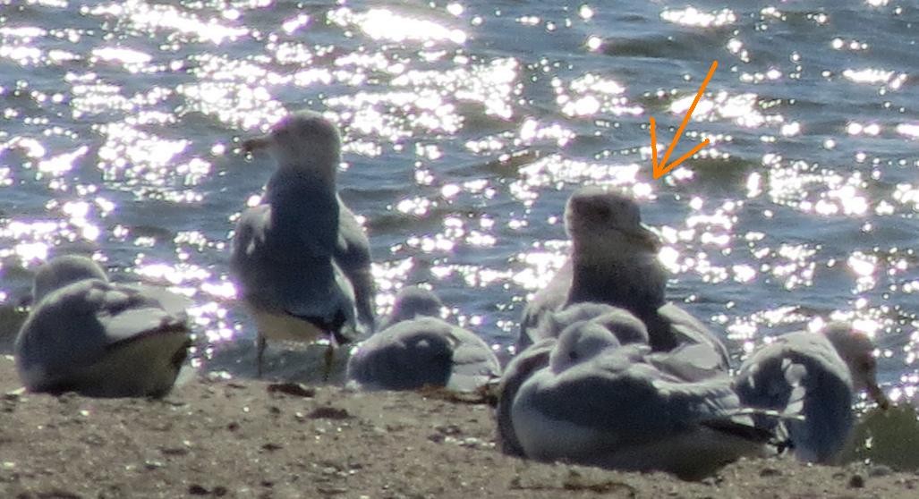 American Herring Gull - ML75813271