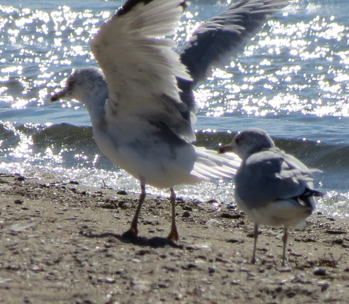 Ring-billed Gull - ML75813361