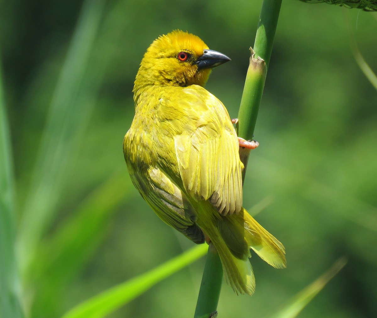 African Golden-Weaver - Brad Arthur